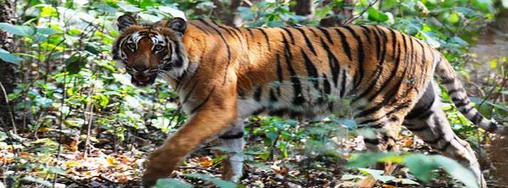 346/Namah - Corbett National Park 16.jpg